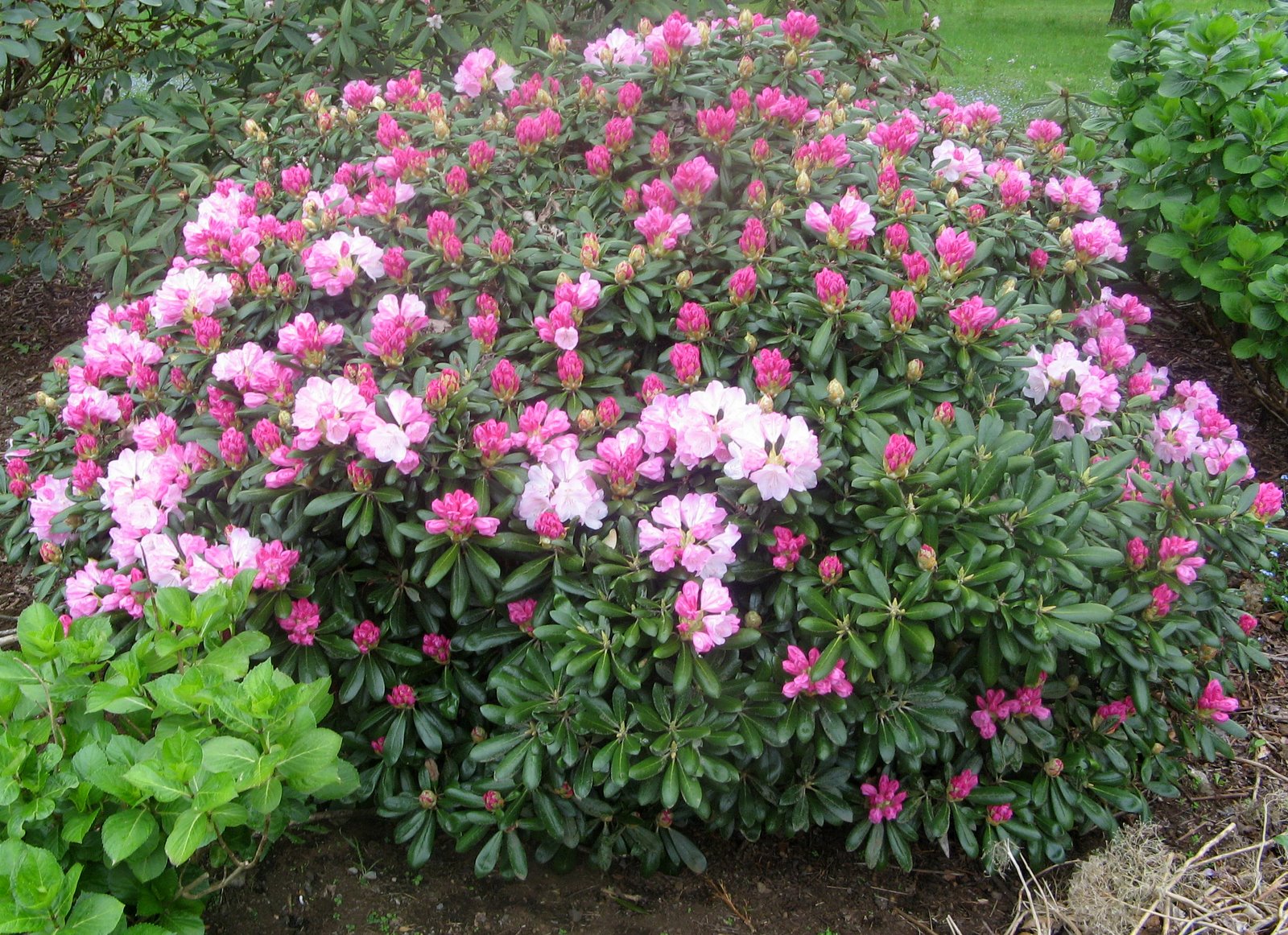 Rhododendron Koichiru Wada
